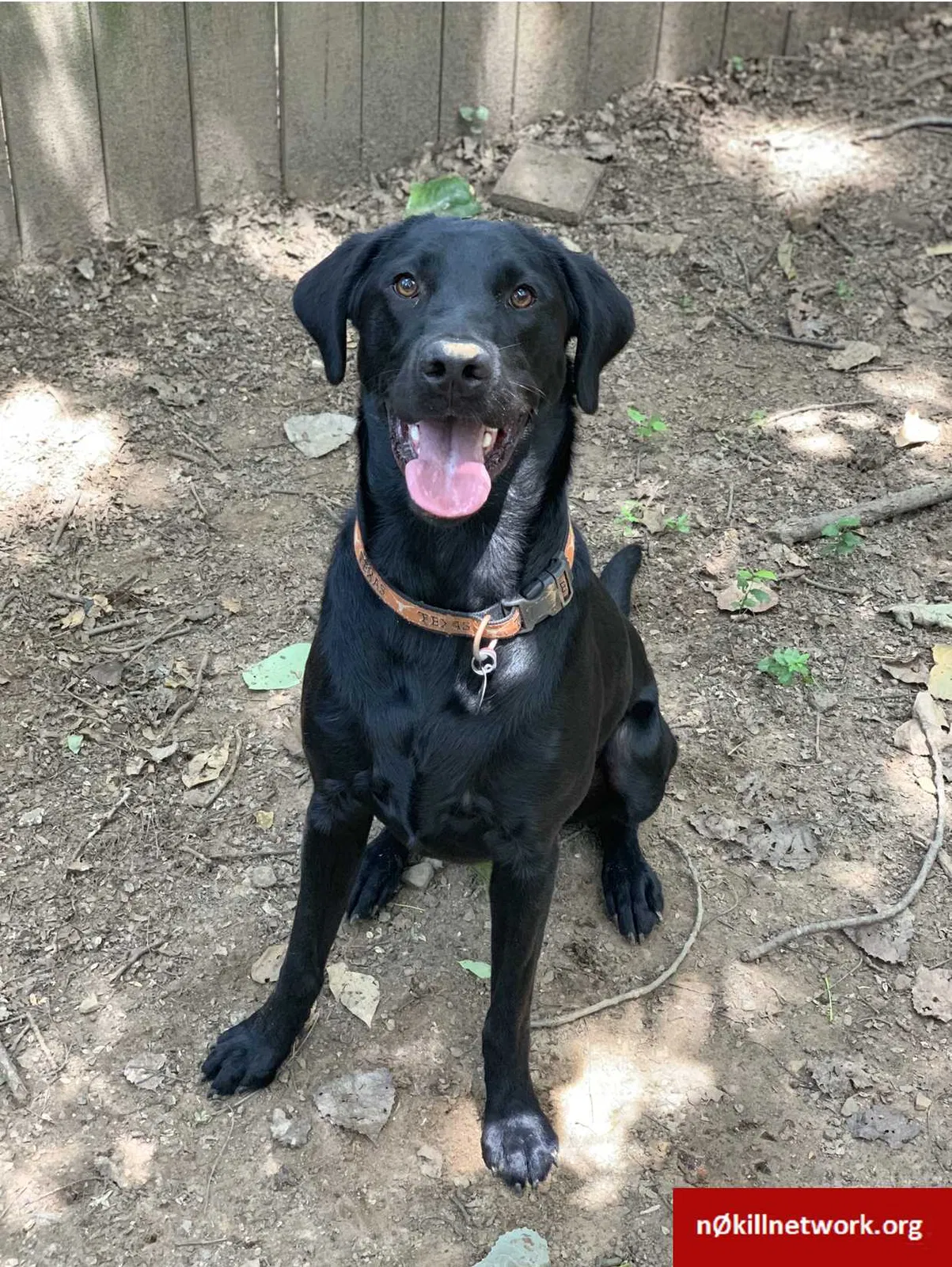 Lost dog in Fort Smith, AR, 72908
