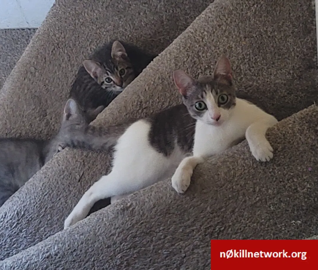 Lost cat in Des Moines, IA, 50314