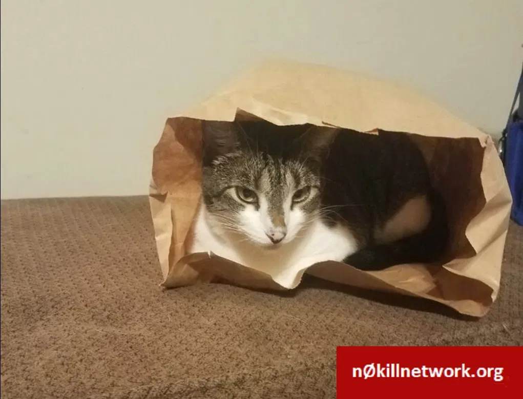 Lost cat in Baton Rouge, LA, 70808