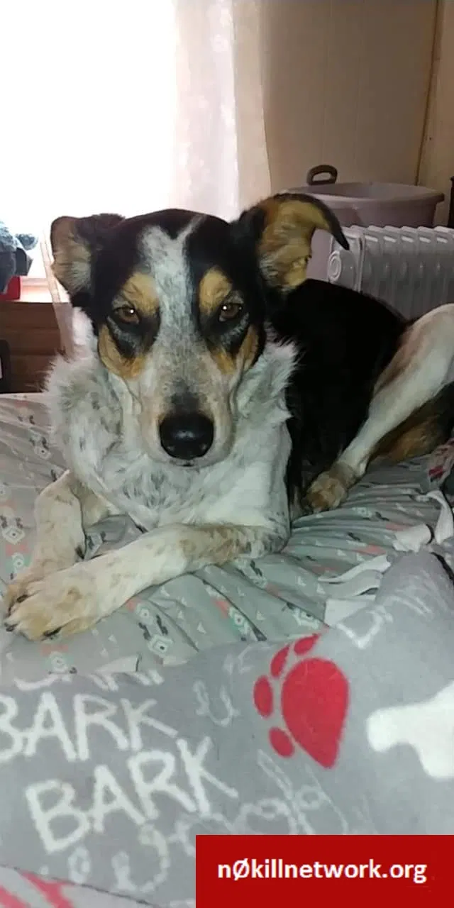Lost dog in Kenova, WV, 25530