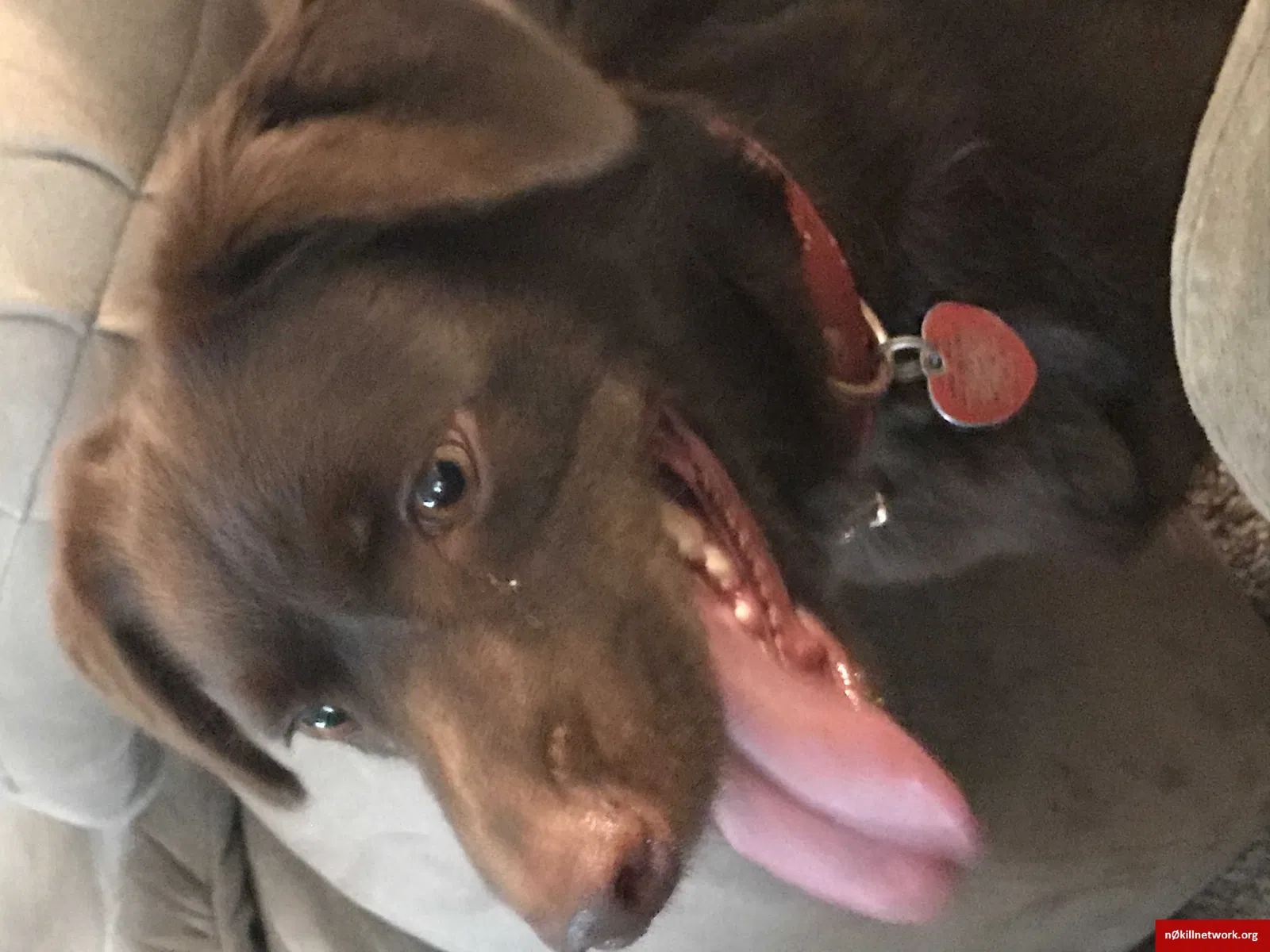 Lost dog in Greer, SC, 29651