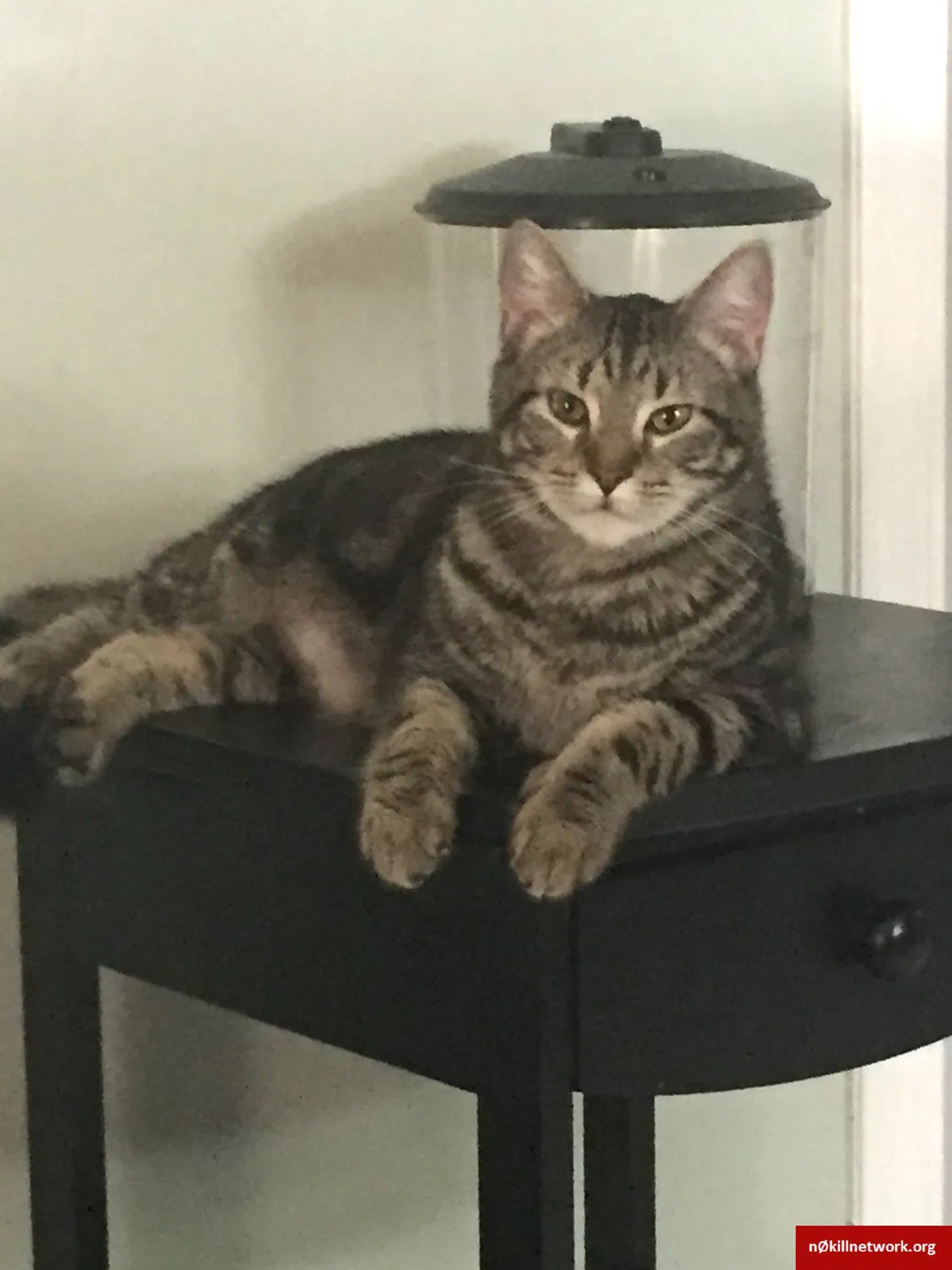 Lost cat in Clemmons, NC, 27012