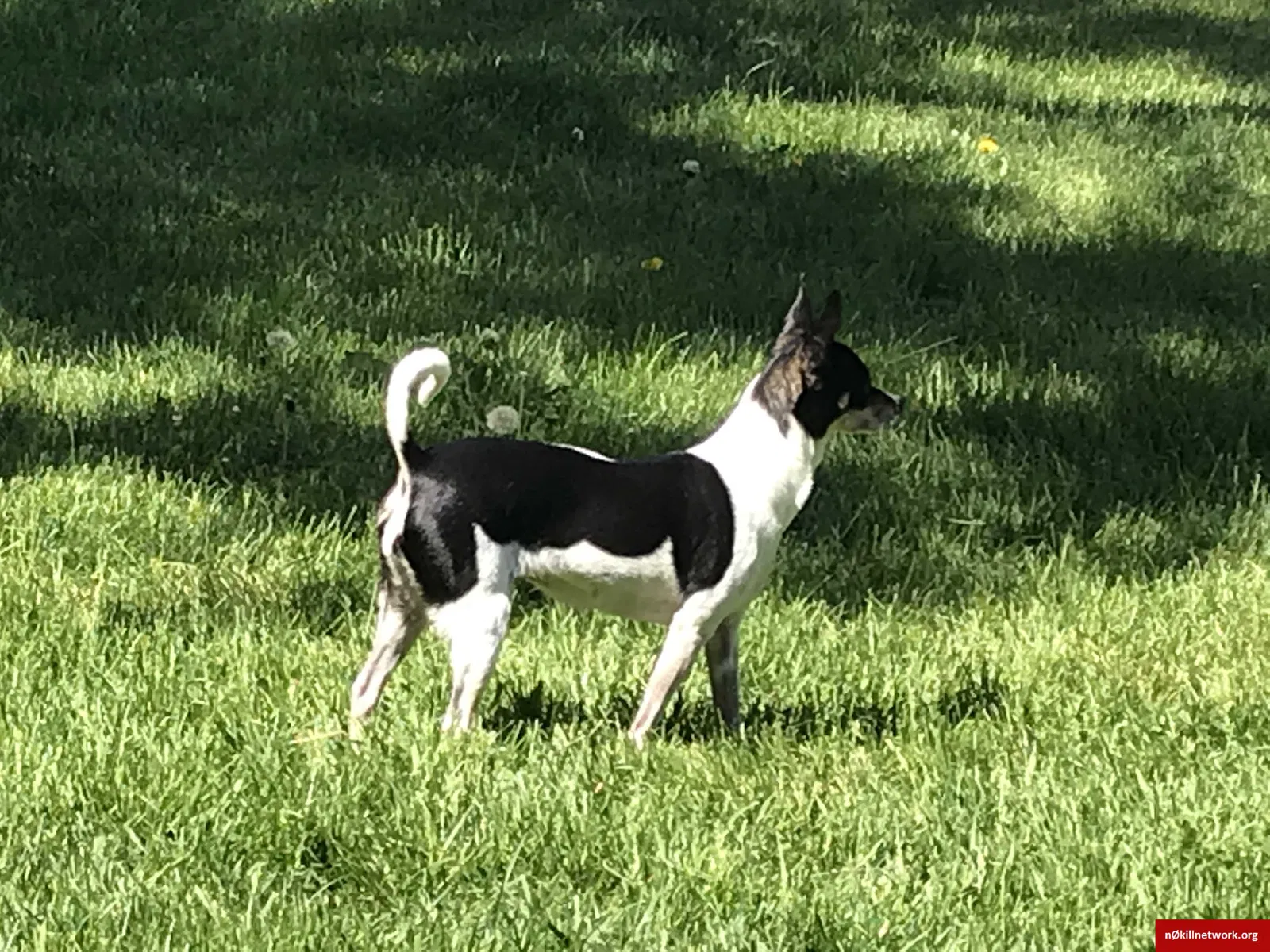 Lost dog in Ogden, UT, 84403