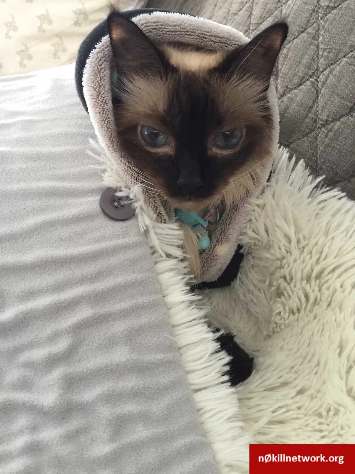 Lost cat in Redlands, CA, 92374