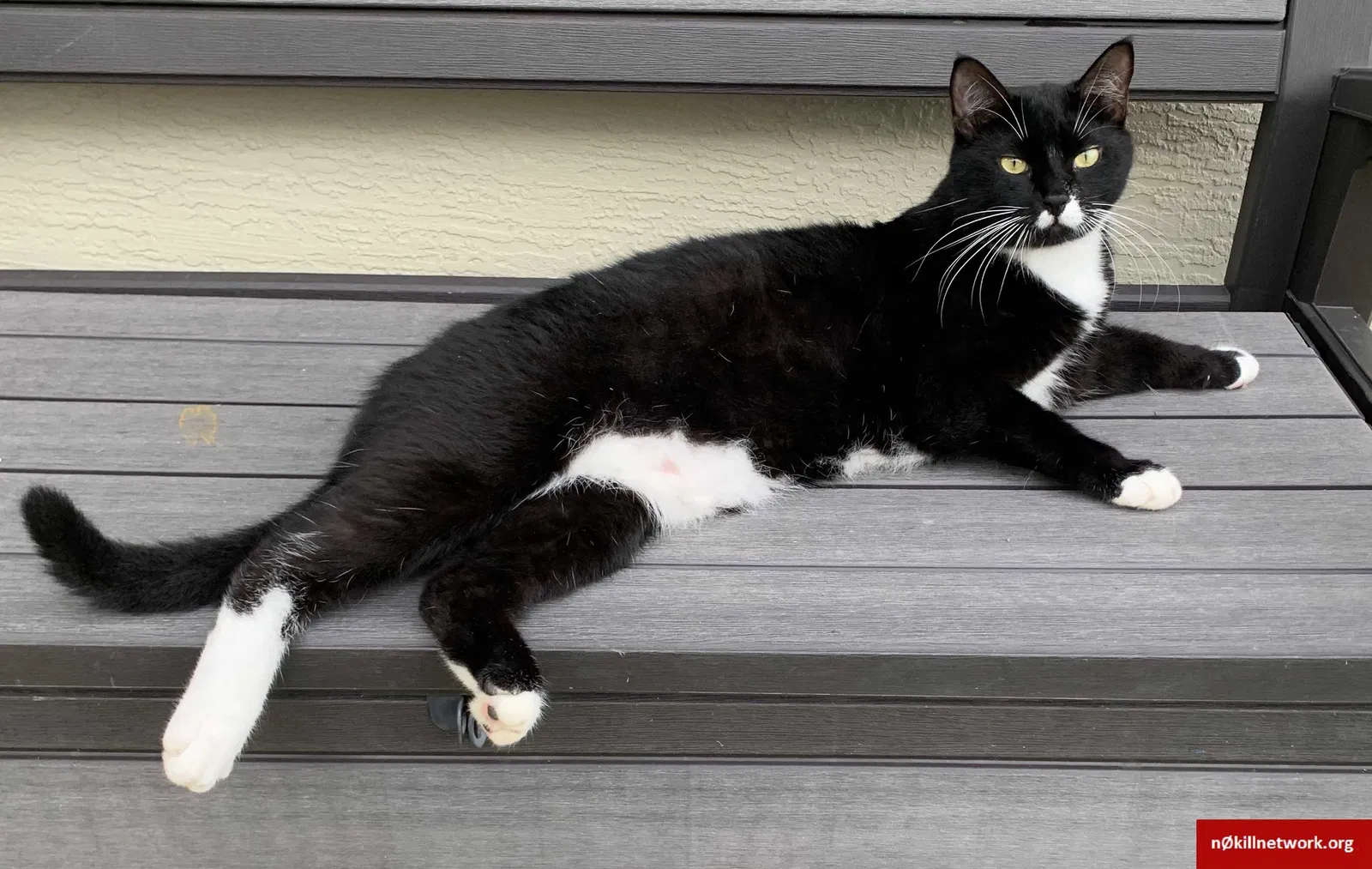Lost cat in Port Saint Lucie, FL, 34953