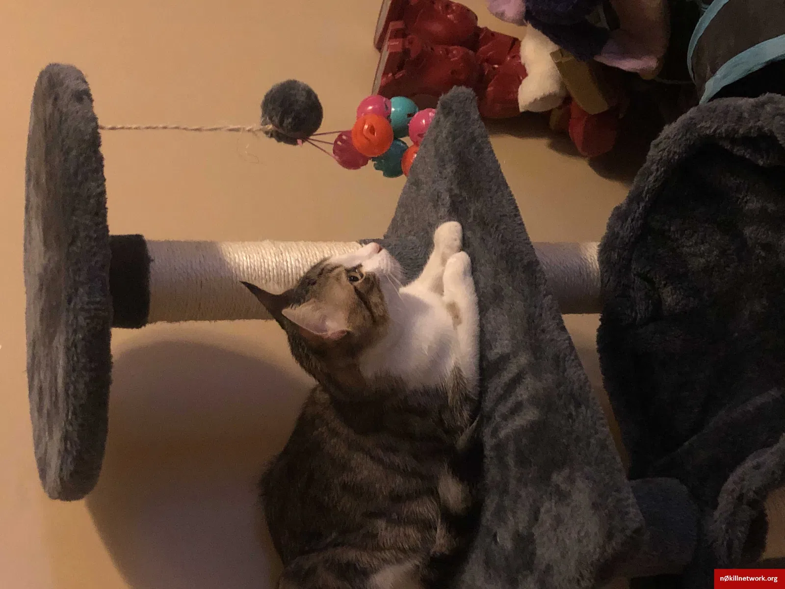 Lost cat in Phoenix, AZ, 85048