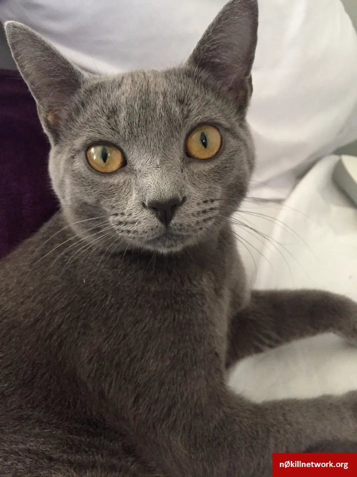 Lost cat in Clemmons, NC, 27012