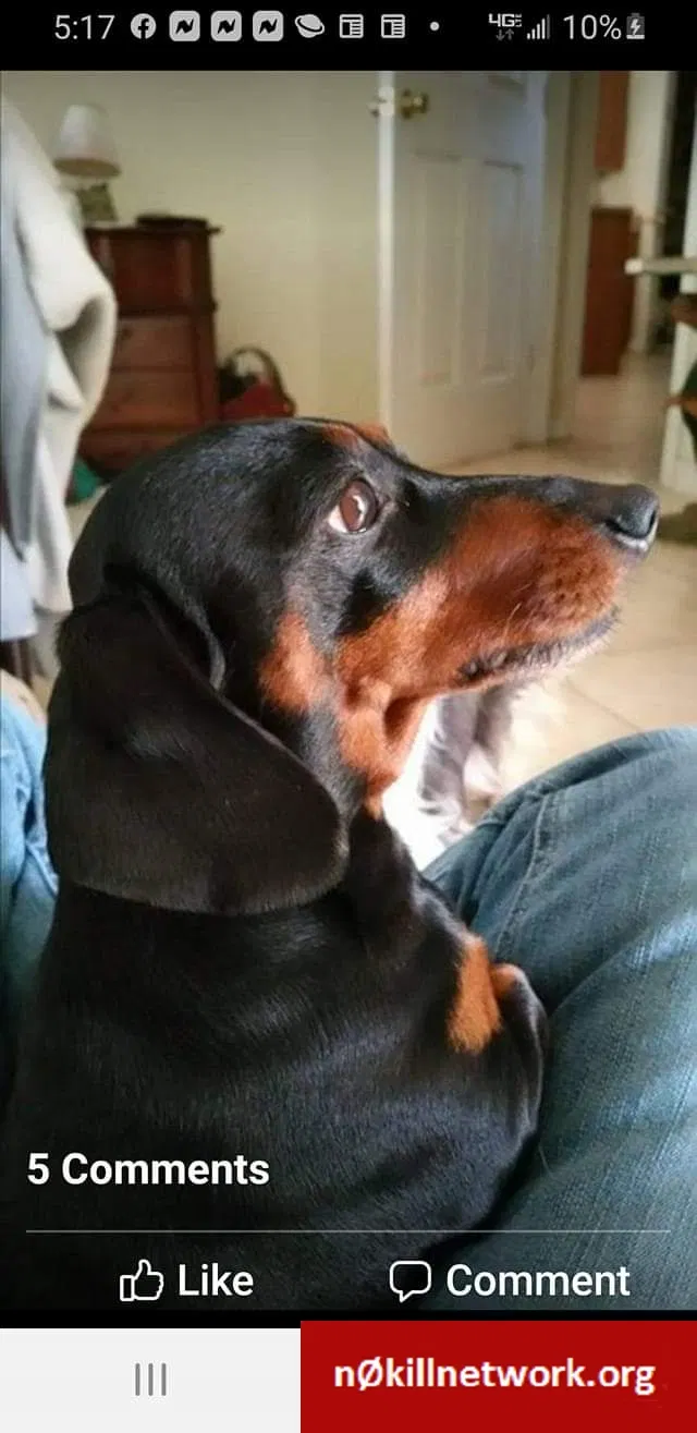 Lost dog in Gulf Breeze, FL, 32563