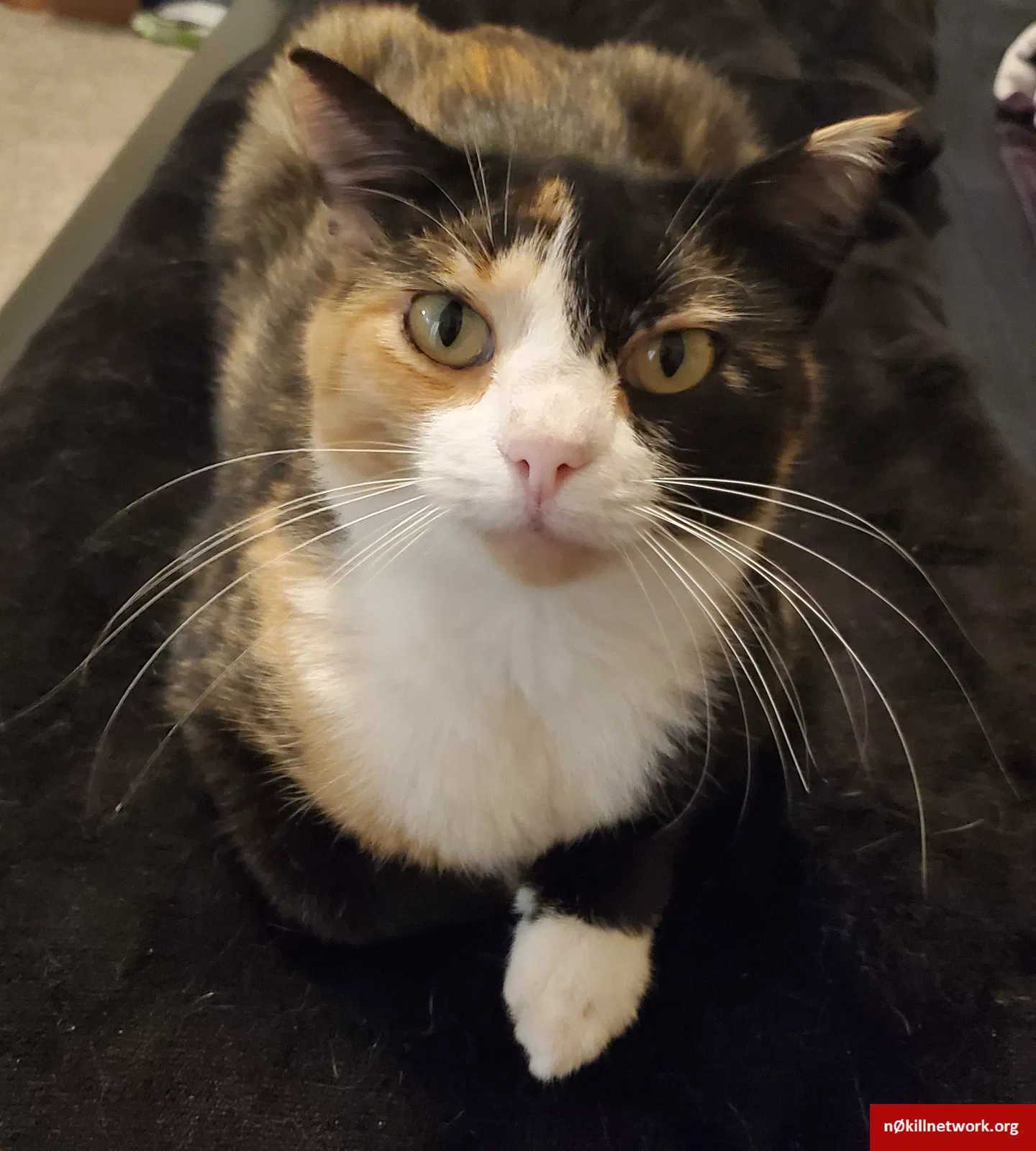 Lost cat in Copperas Cove, TX, 76522