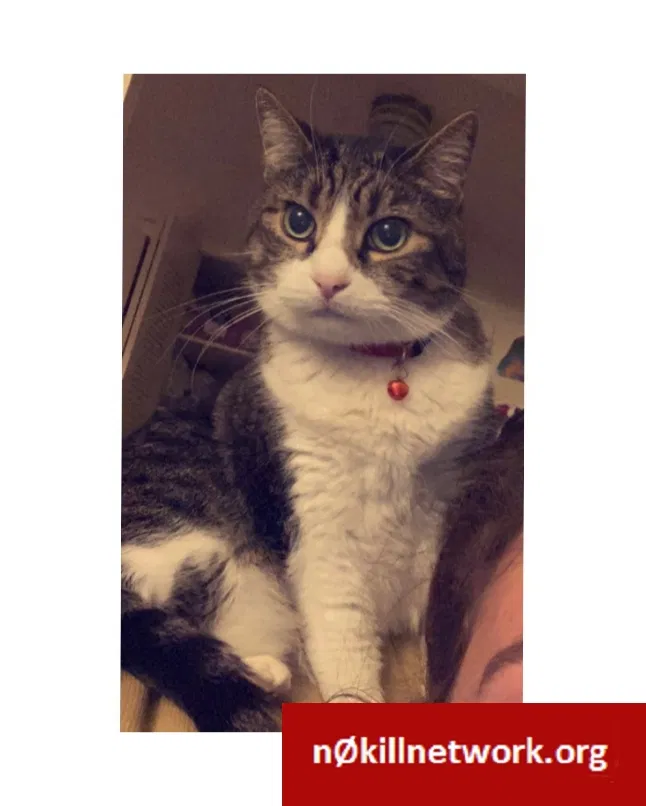 Lost cat in Springfield, MO, 65807