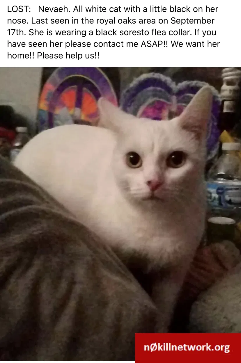 Lost cat in Fort Wayne, IN, 46835