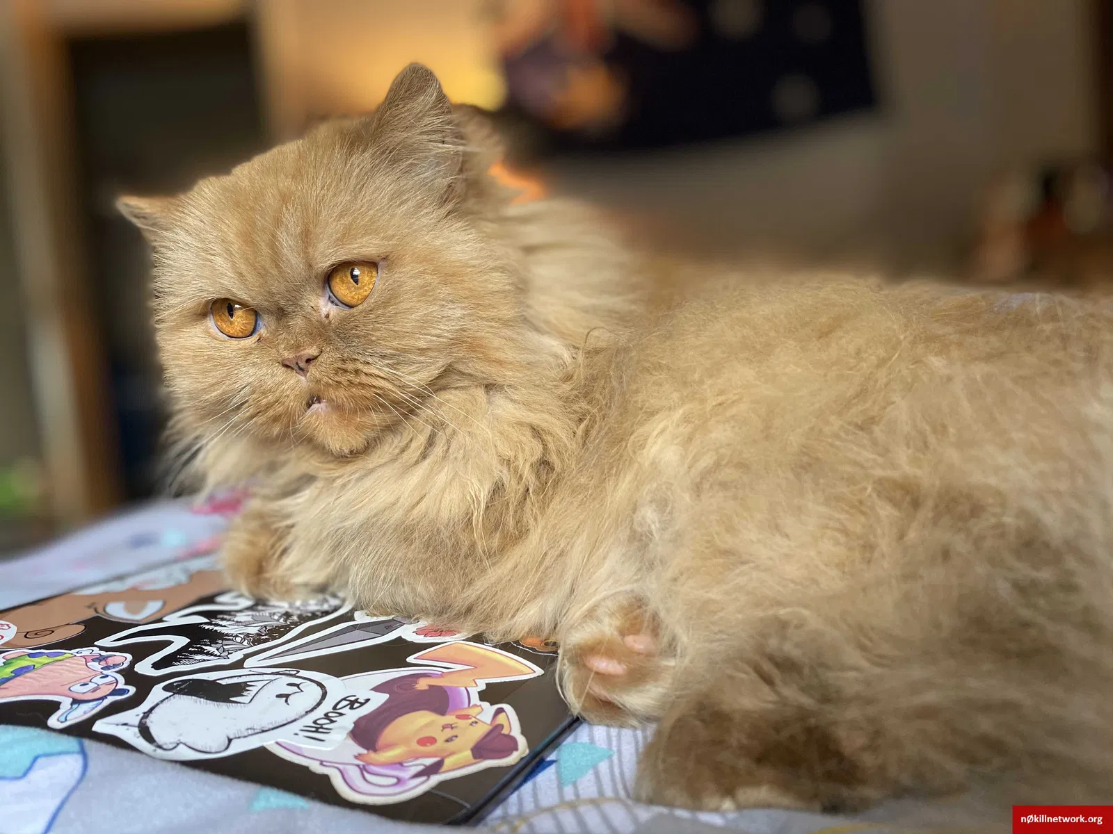 Lost cat in Hickory, NC, 28601