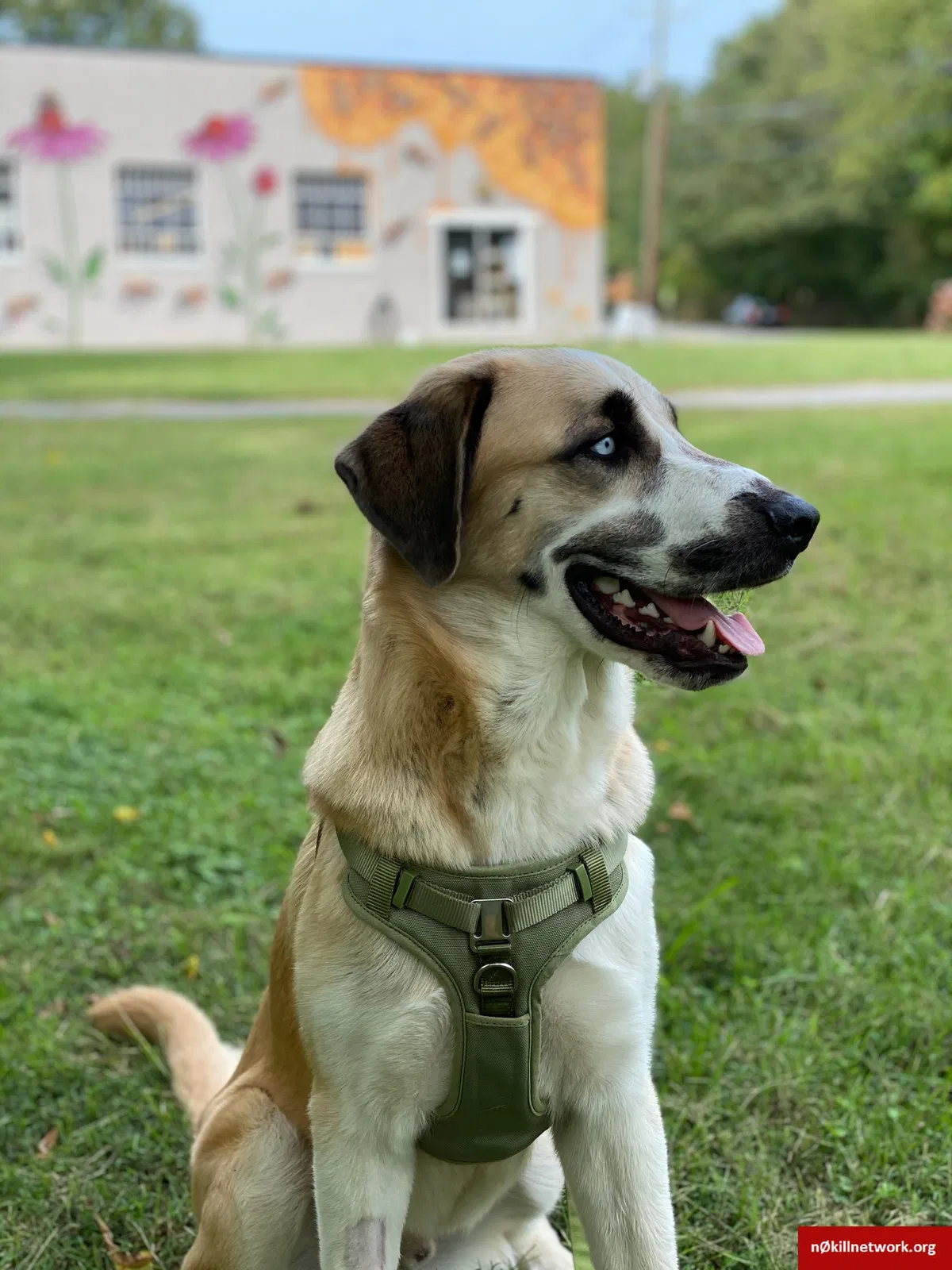 Lost dog in Conover, NC, 28613
