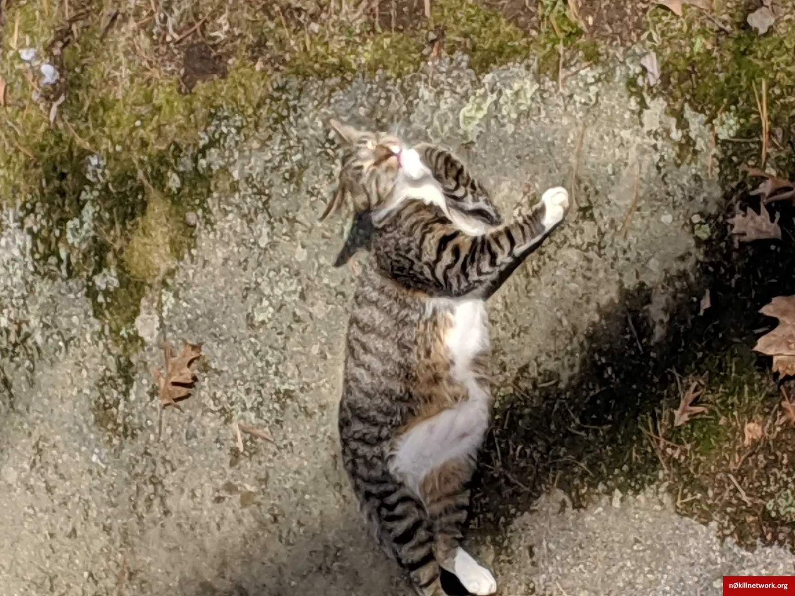 Lost cat in Littleton, MA, 1460