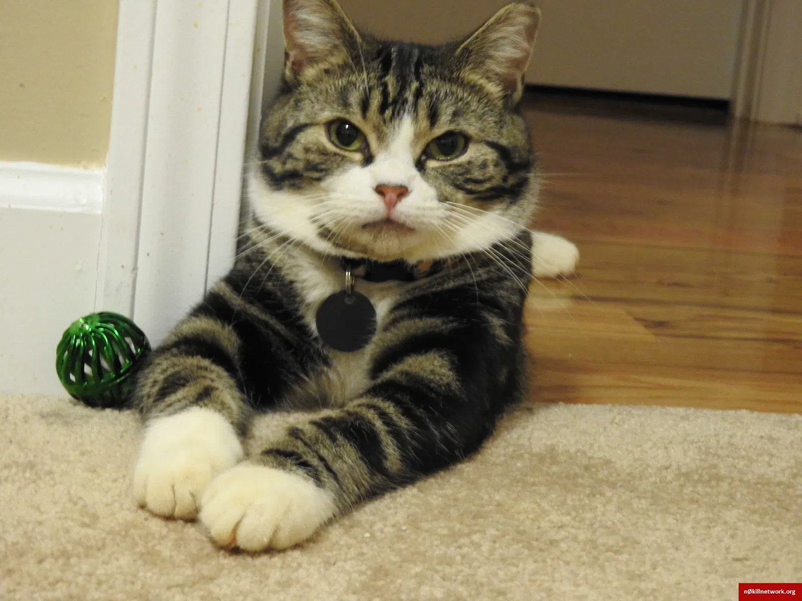 Lost cat in Campobello, SC, 29322