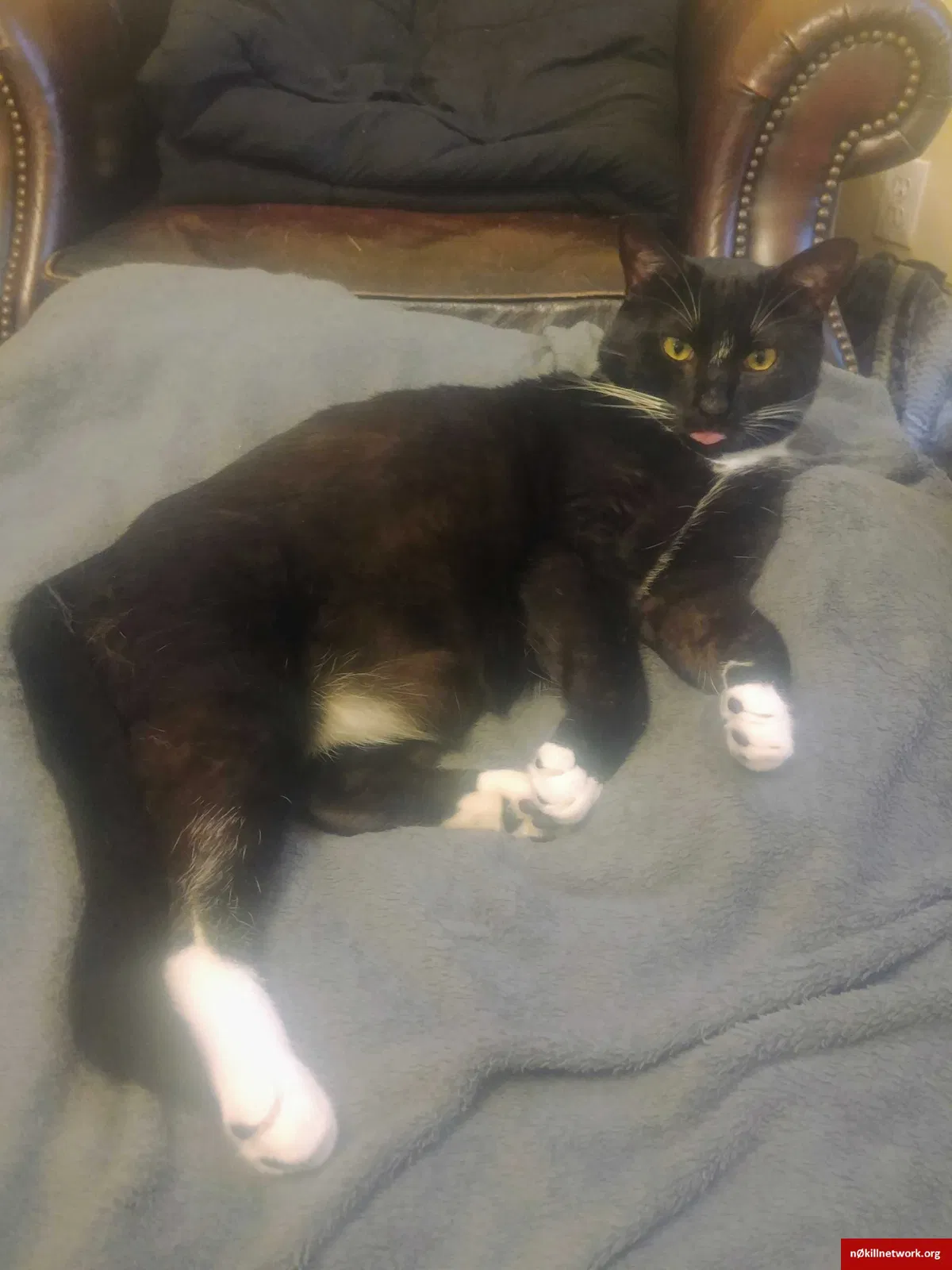 Lost cat in Gulfport, MS, 39501