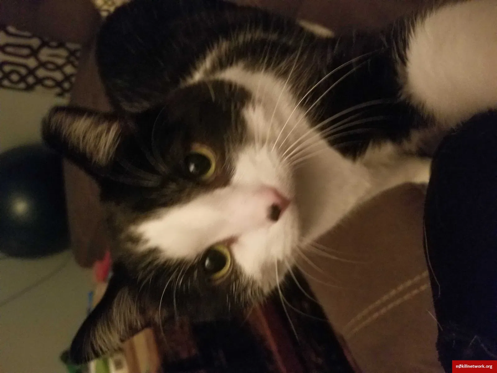 Lost cat in Doylestown, OH, 44230