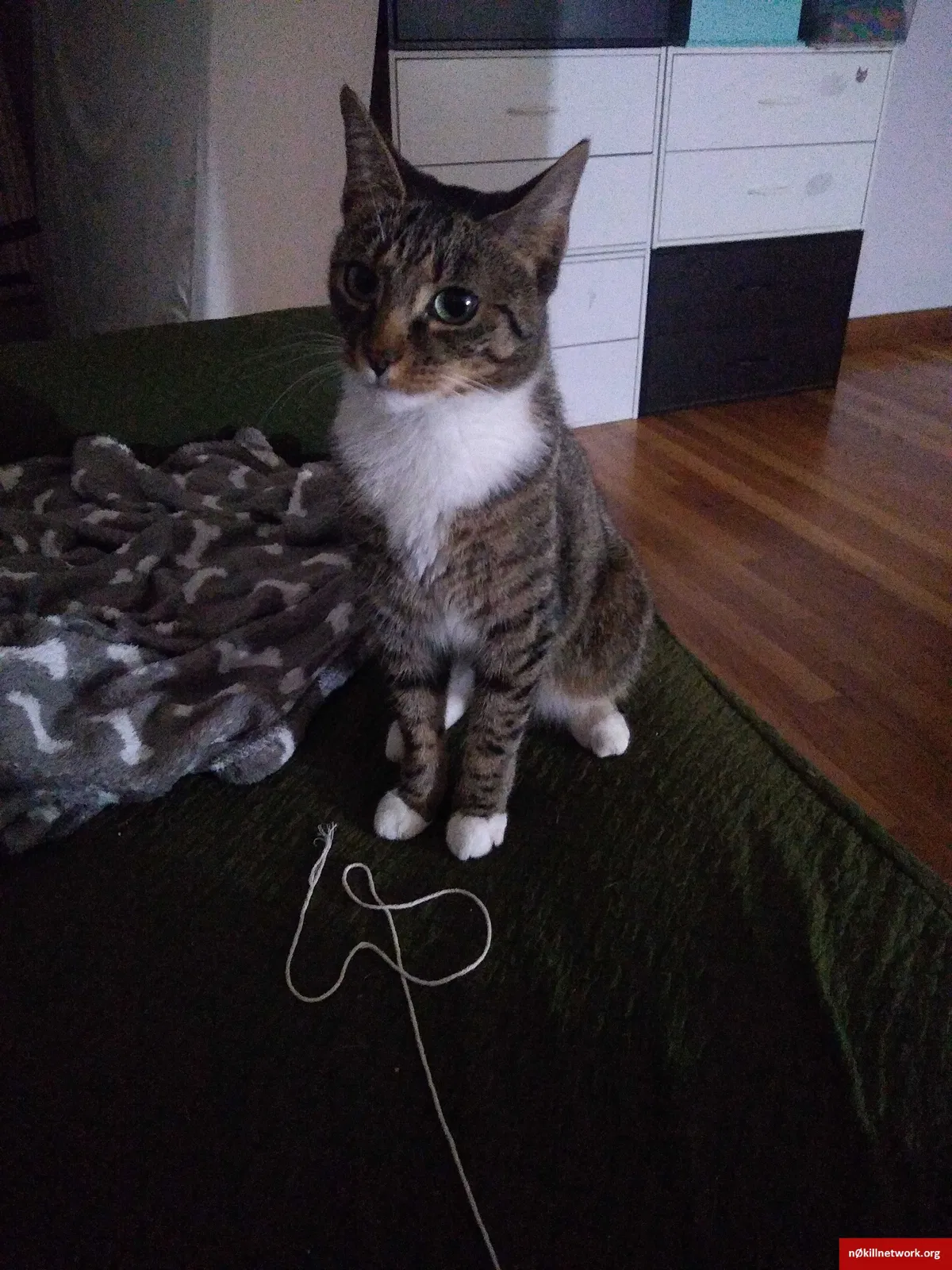 Found cat in Boxborough, MA, 1719