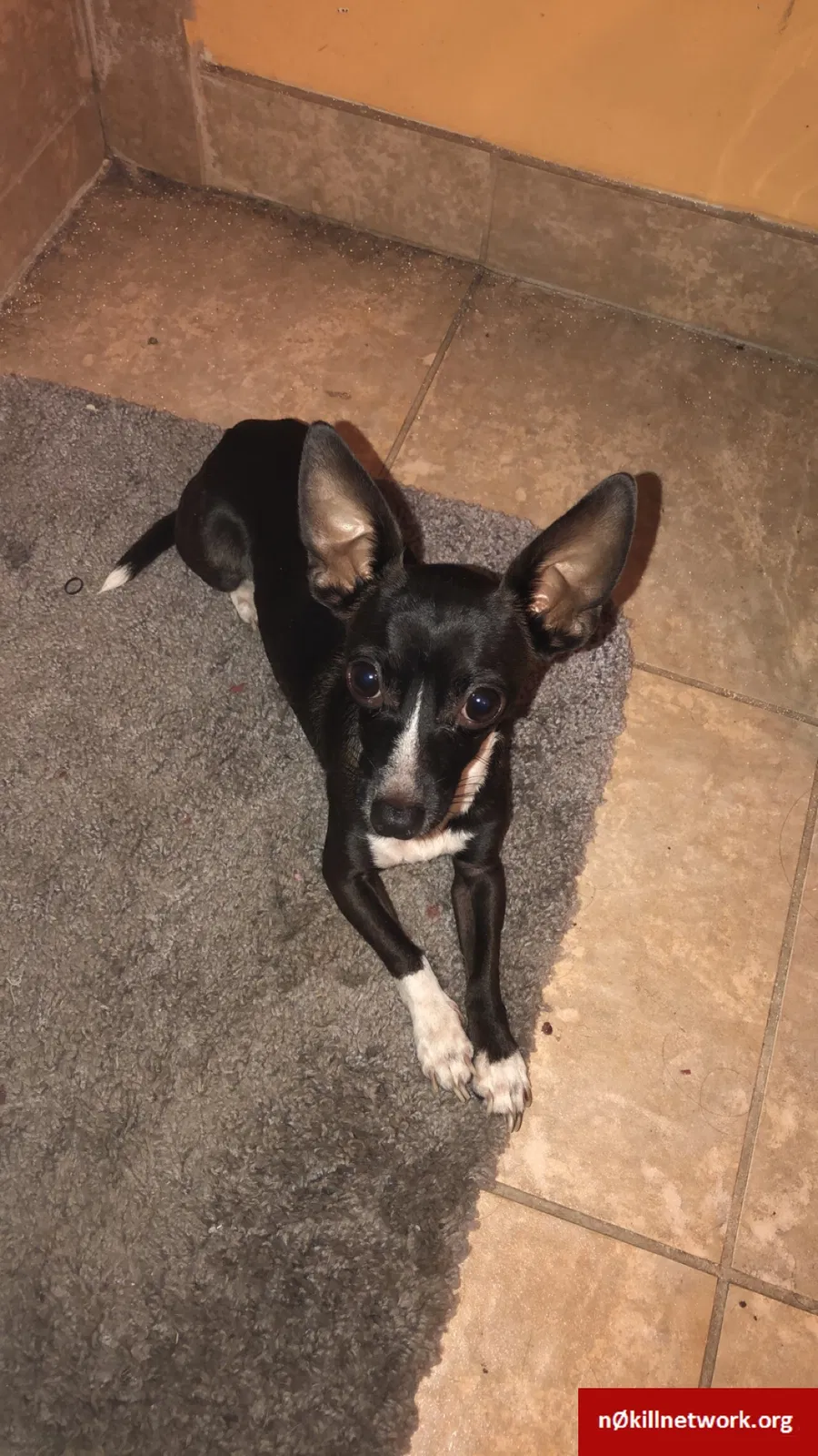 Lost dog in Bakersfield, CA, 93307