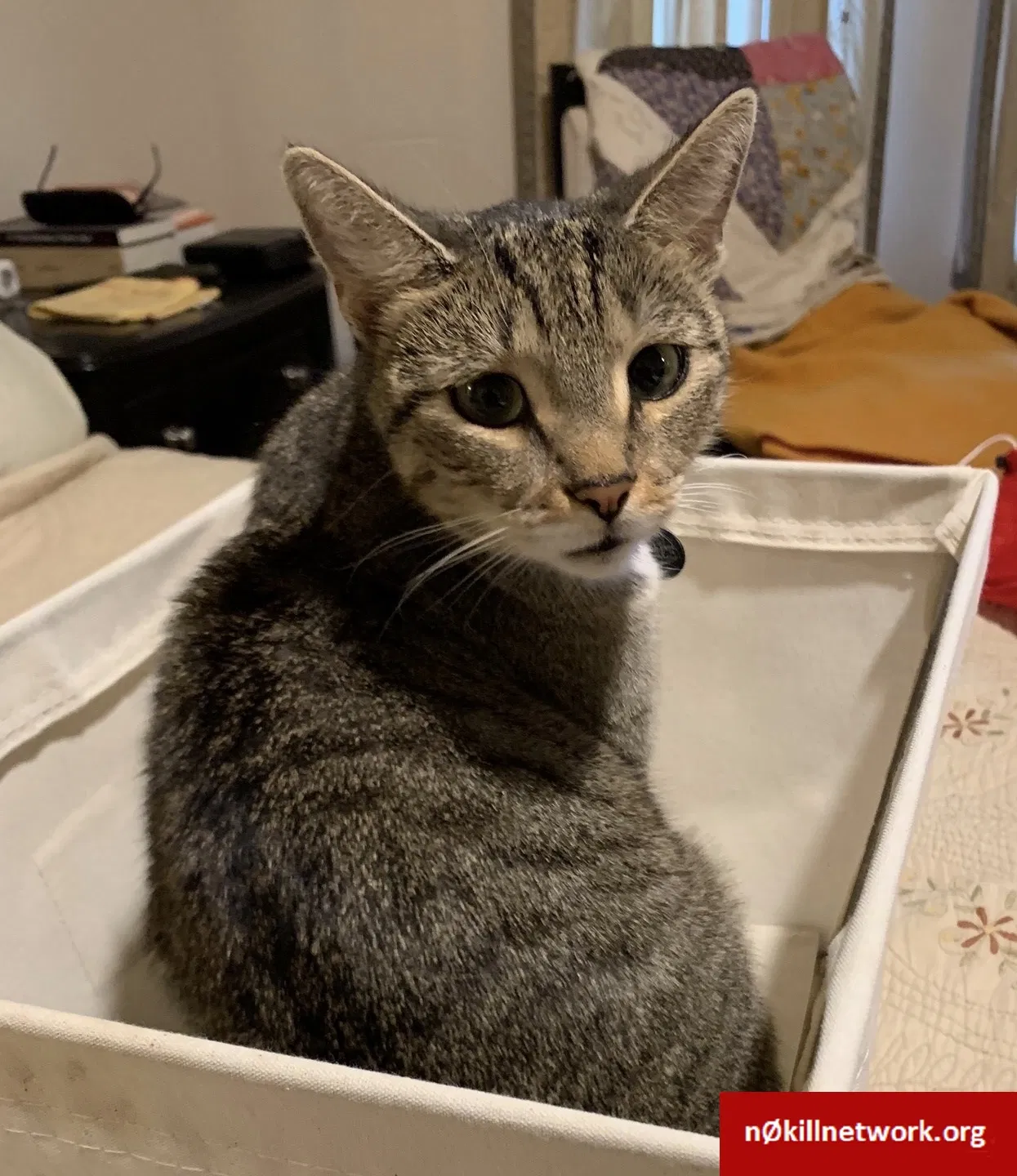 Lost cat in Pflugerville, TX, 78660
