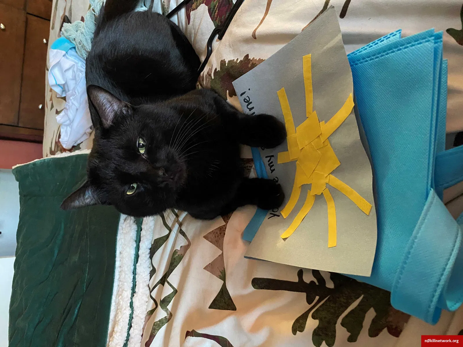 Lost cat in Londonderry, NH, 3053
