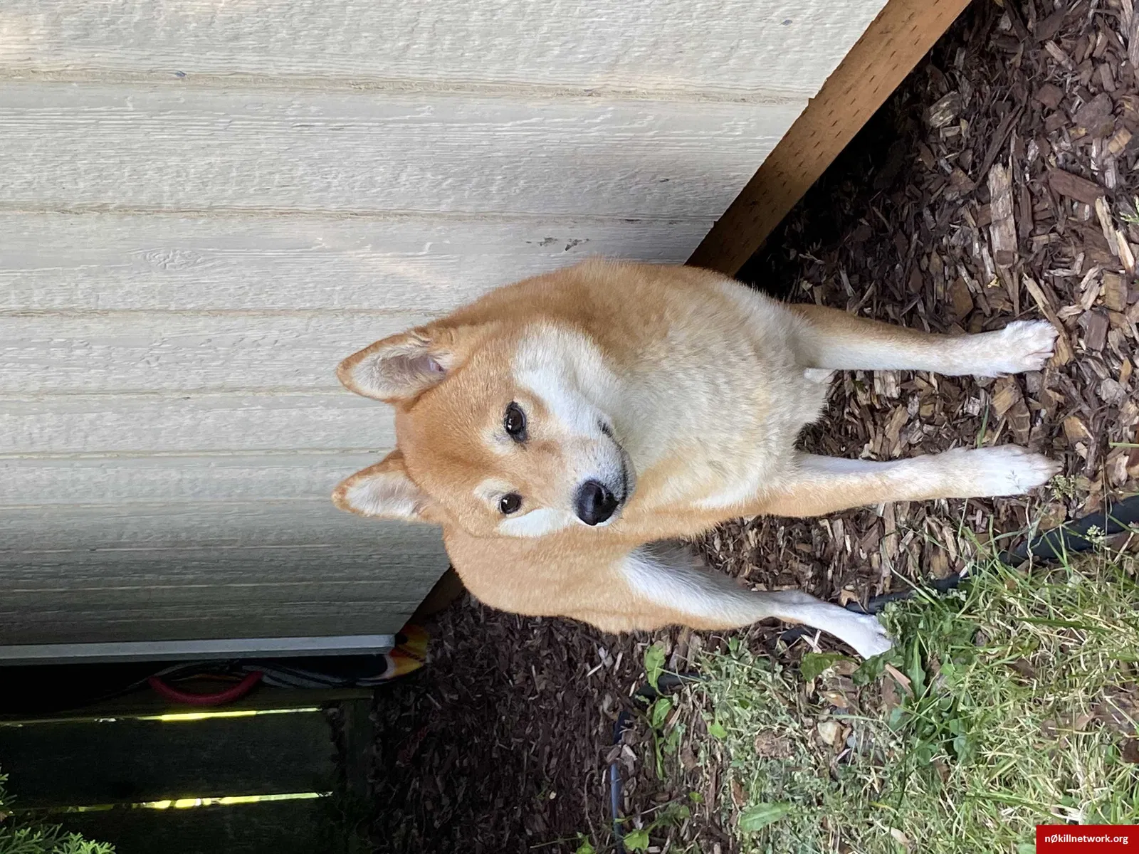 Lost dog in Bothell, WA, 98021