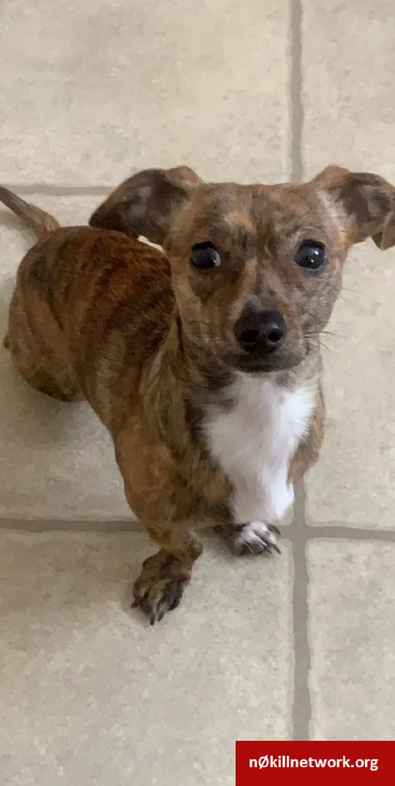 Lost dog in Baton Rouge, LA, 70815