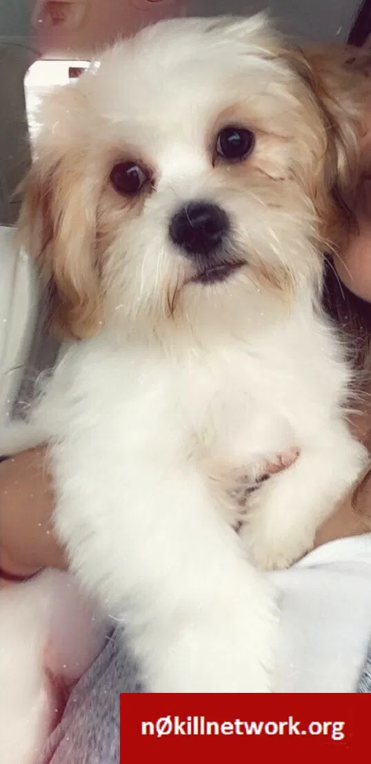 Lost dog in Pharr, TX, 78577