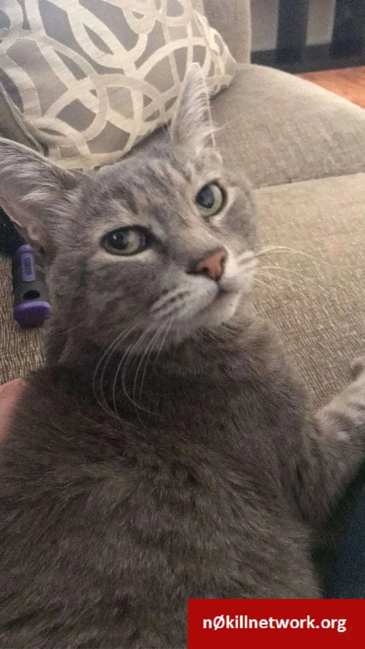 Lost cat in Chico, CA, 95926