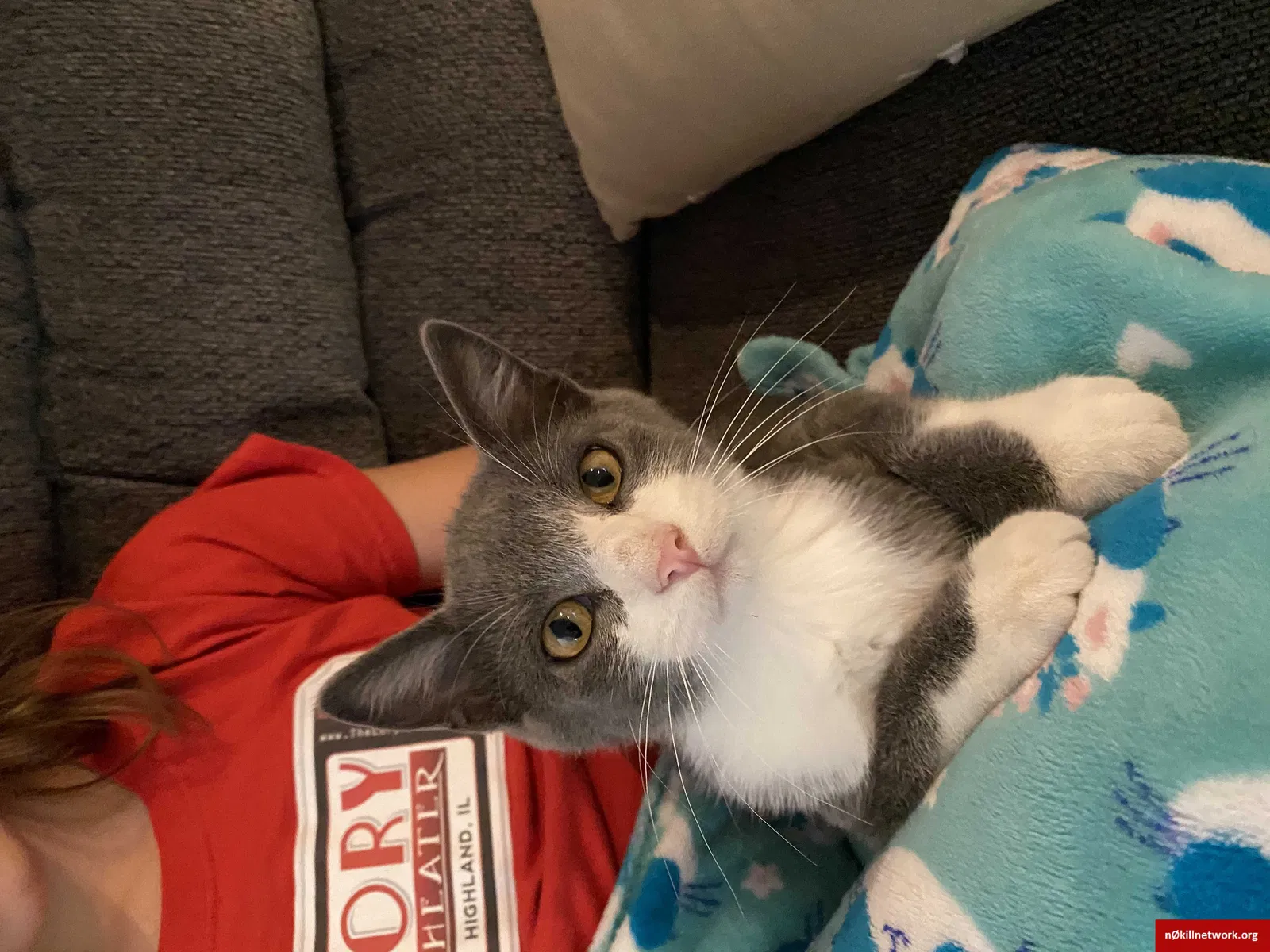 Lost cat in Highland, IL, 62249