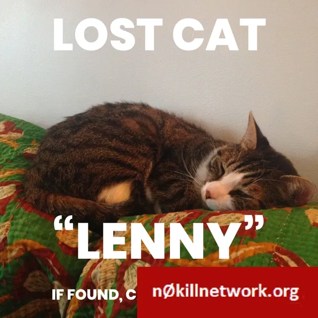 Lost cat in Columbus, OH, 43224