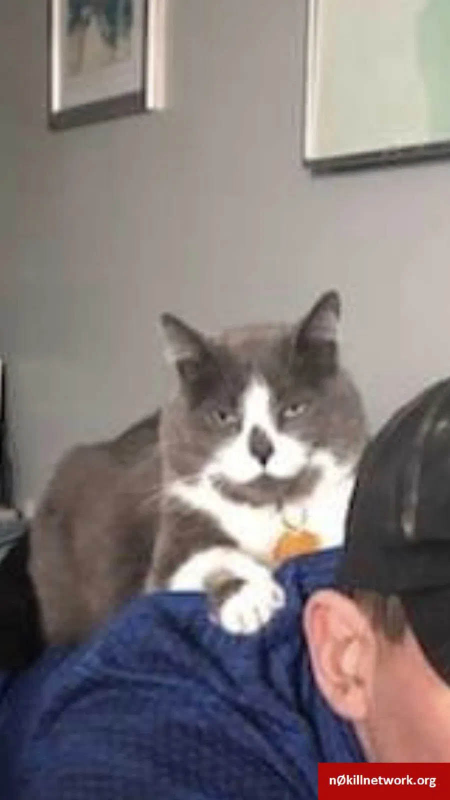 Lost cat in Columbus, OH, 43230