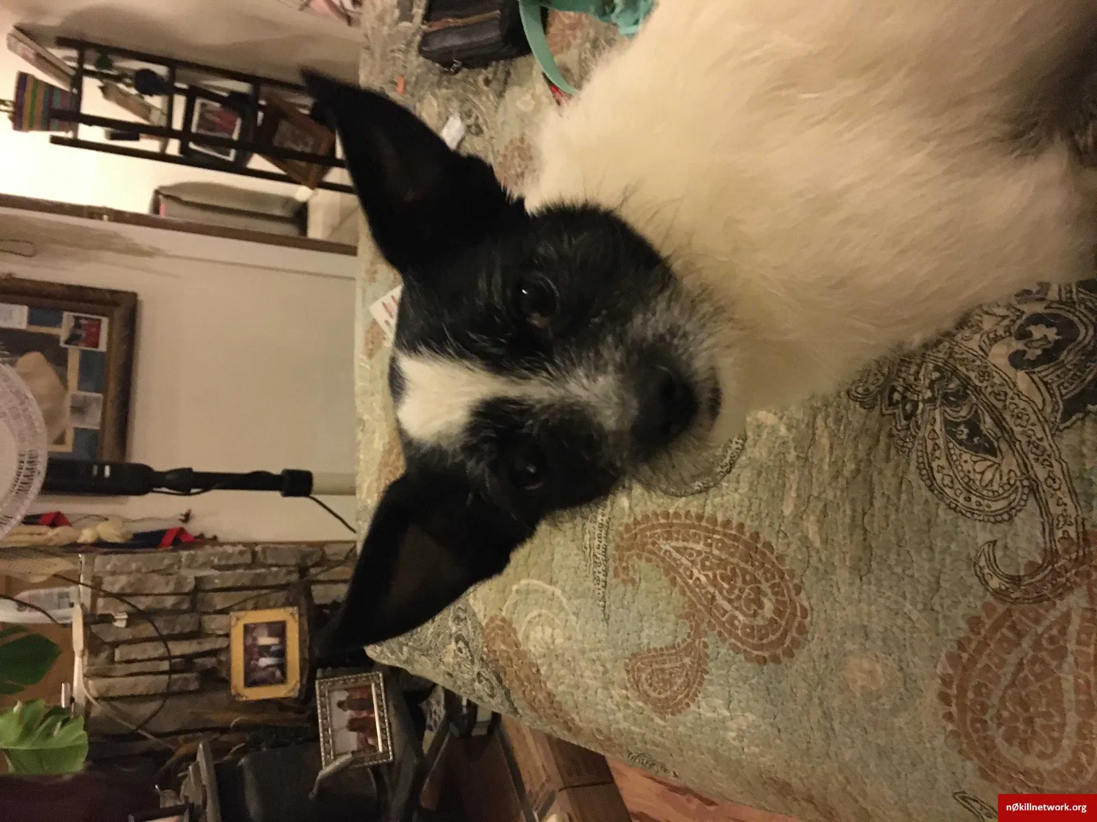 Lost dog in Reno, NV, 89506