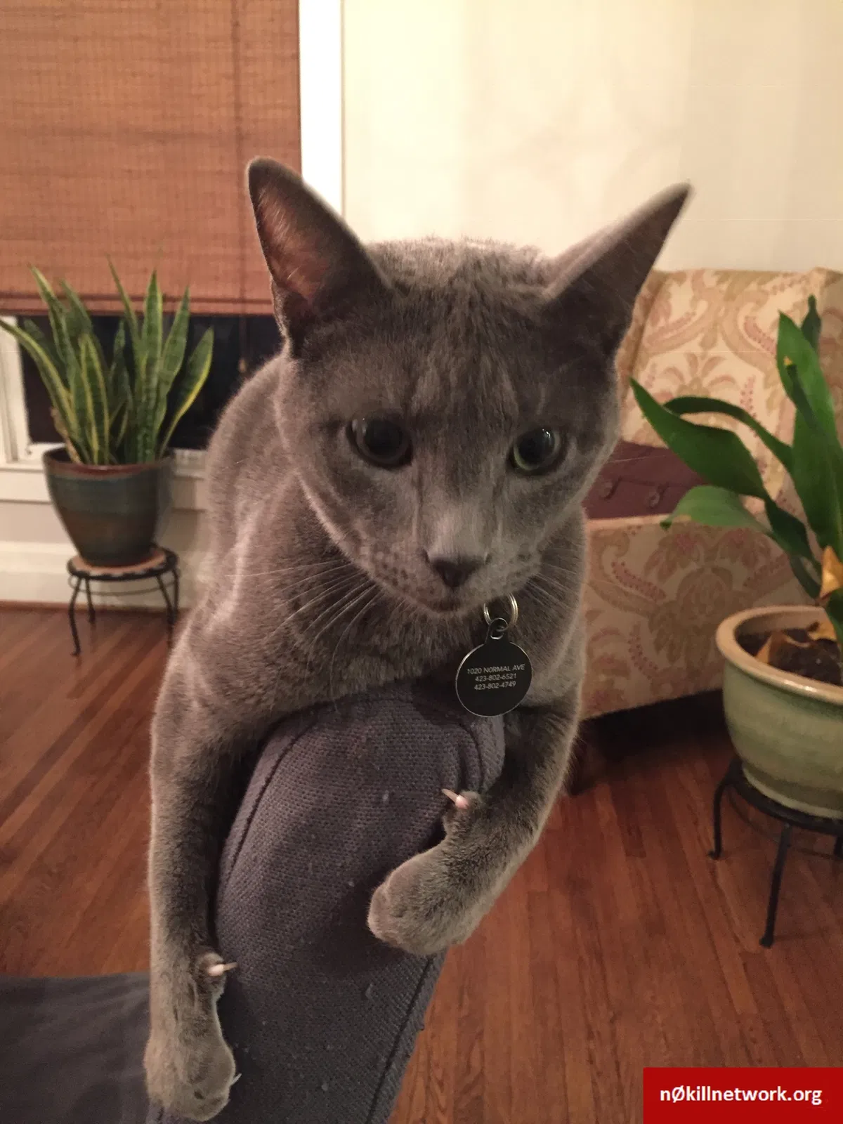 Lost cat in Chattanooga, TN, 37411