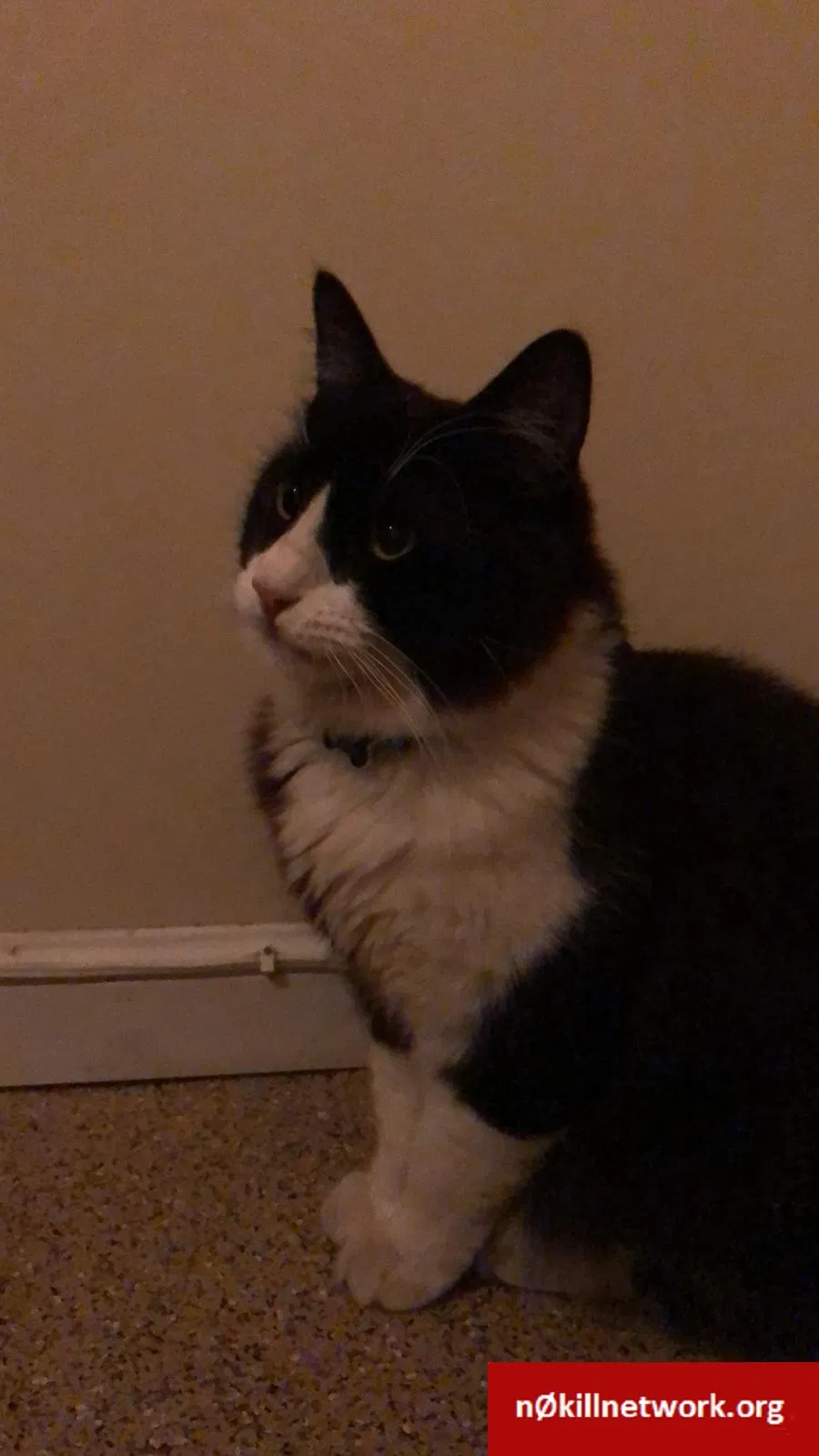 Lost cat in San Francisco, CA, 94114