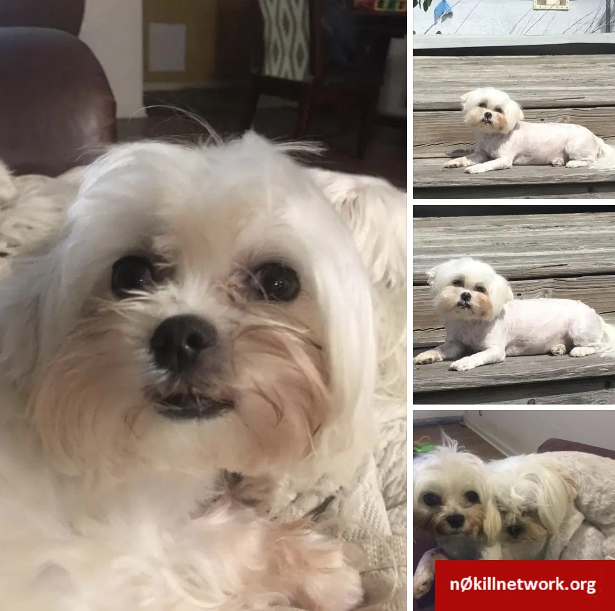 Lost dog in Broken Arrow, OK, 74011