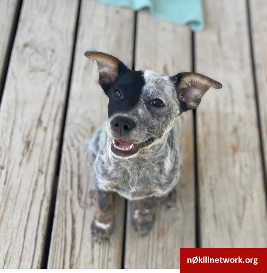 Lost dog in Anthony, NM, 88021
