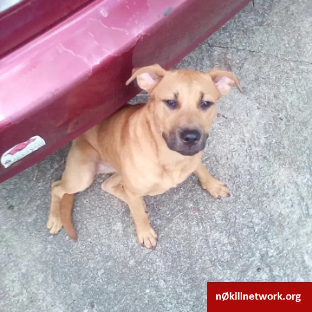 Lost dog in Tulsa, OK, 74115