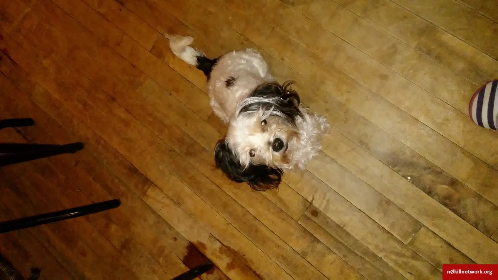 Lost dog in Milwaukee, WI, 53204