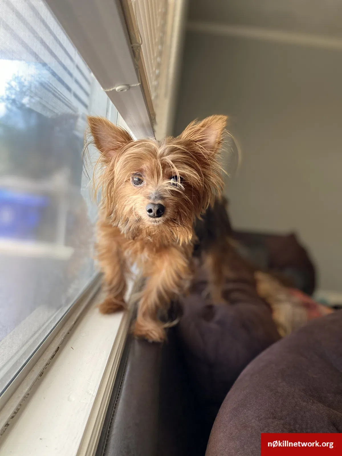 Lost dog in Lakeland, FL, 33805
