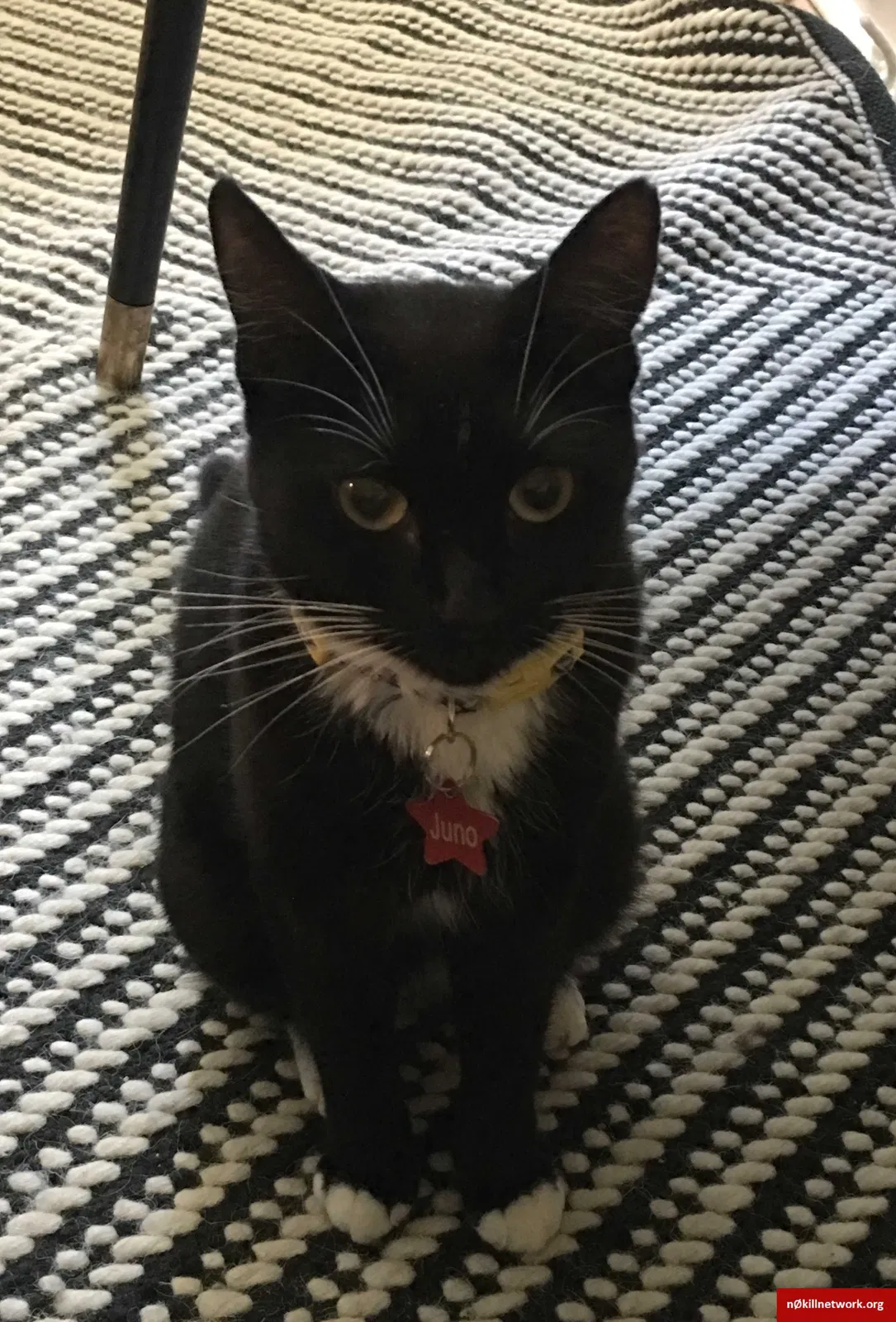 Lost cat in Marietta, GA, 30066