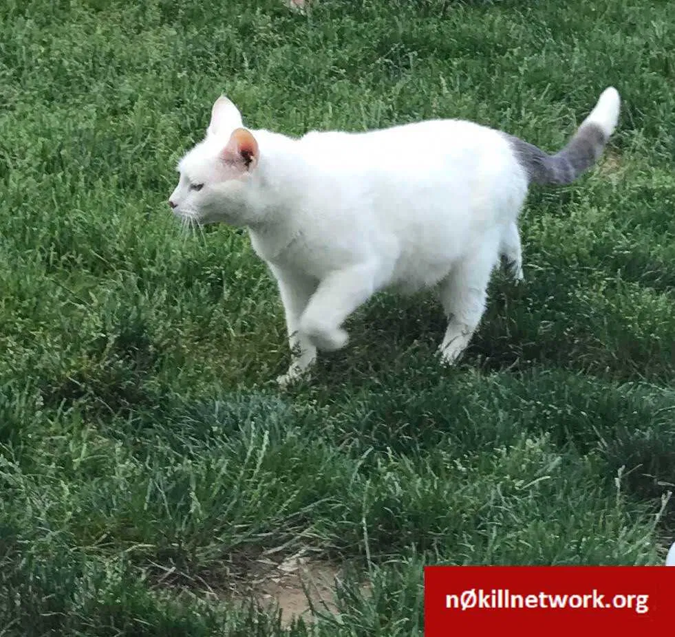 Lost cat in Denver, CO, 80235