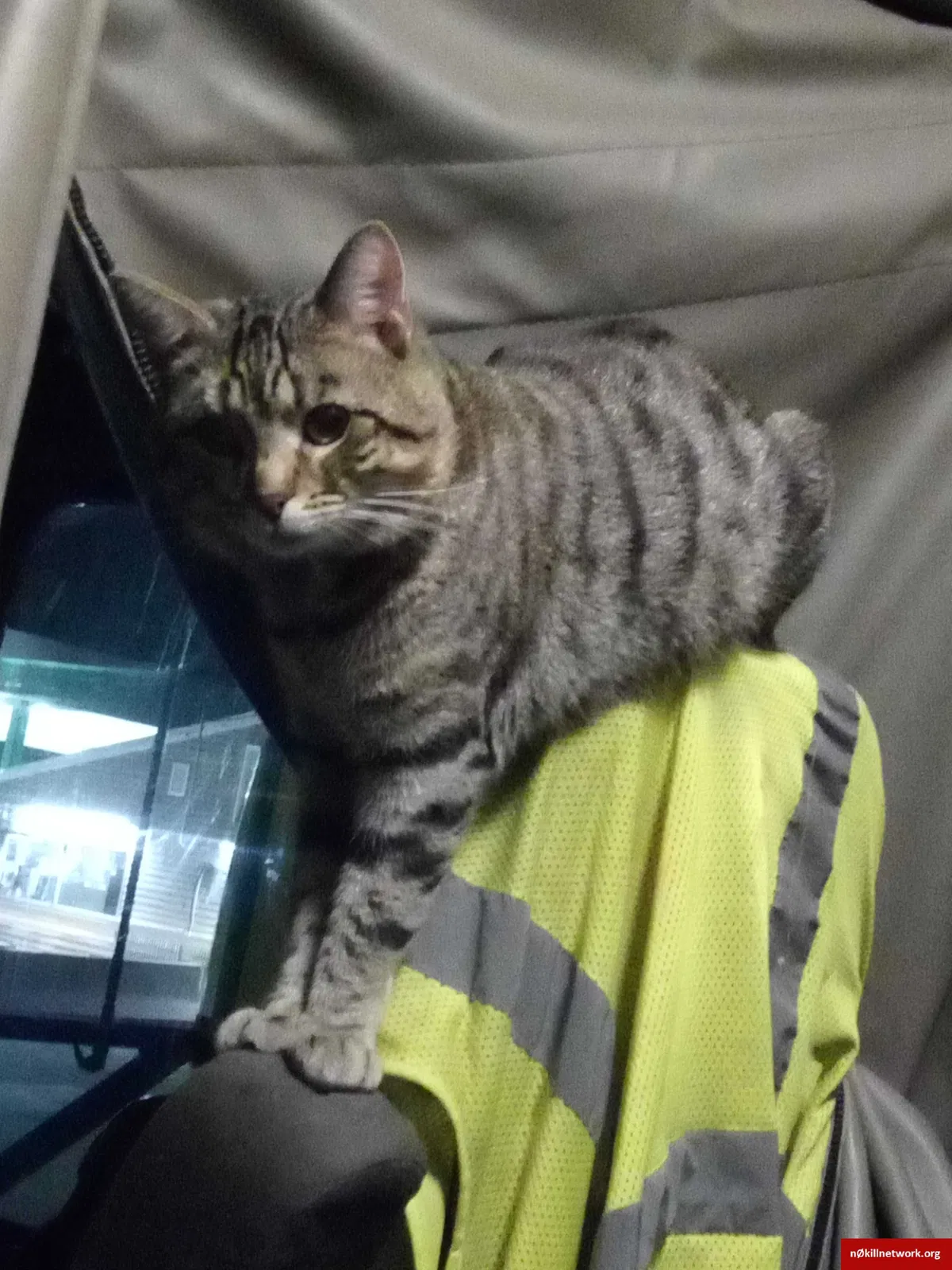 Lost cat in Bentleyville, PA, 15314