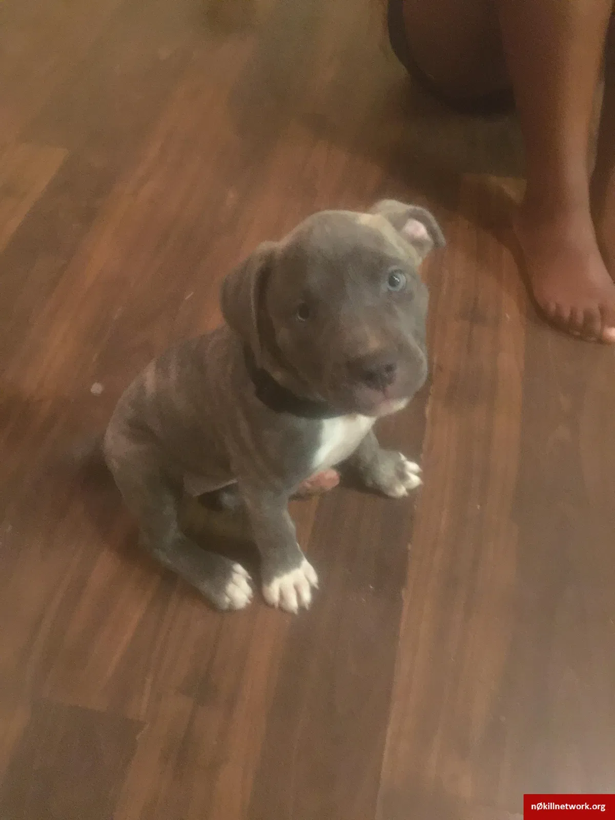 Lost dog in Port Saint Lucie, FL, 34983