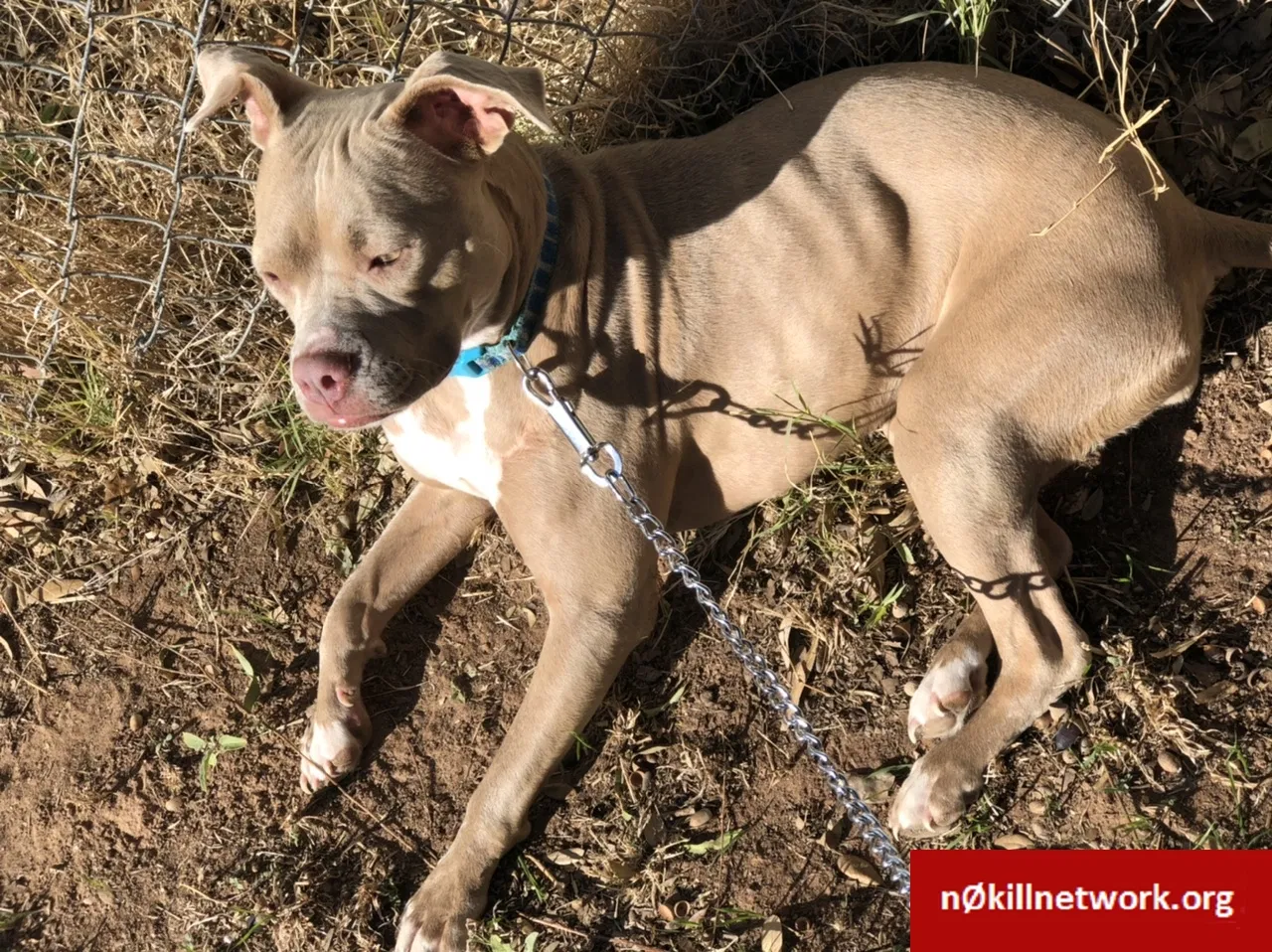 Lost dog in Odessa, TX, 79764