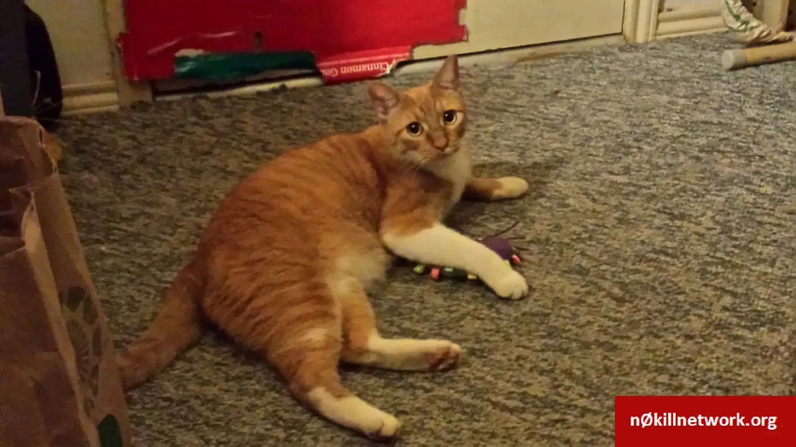 Lost cat in Austin, TX, 78704