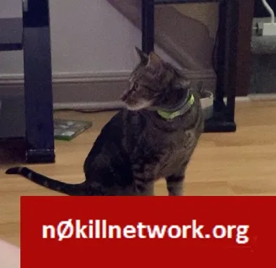 Lost cat in Clifton Heights, PA, 19018