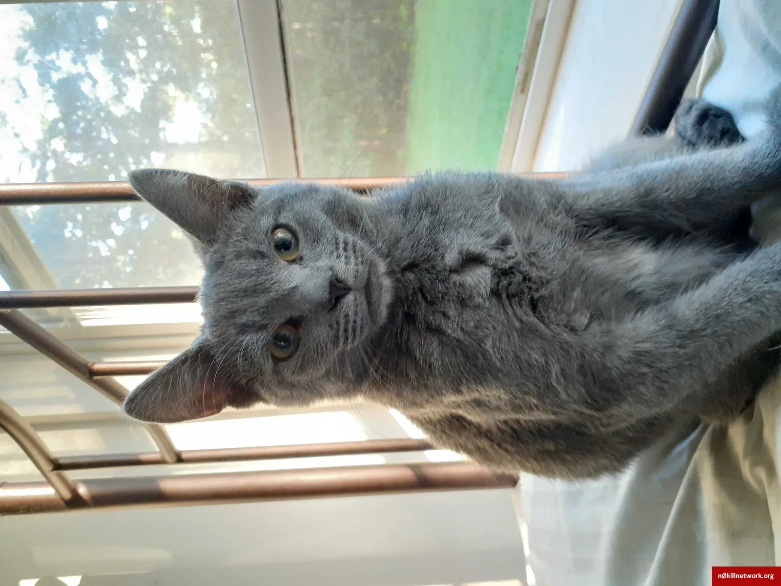 Lost cat in Mays Landing, NJ, 8330