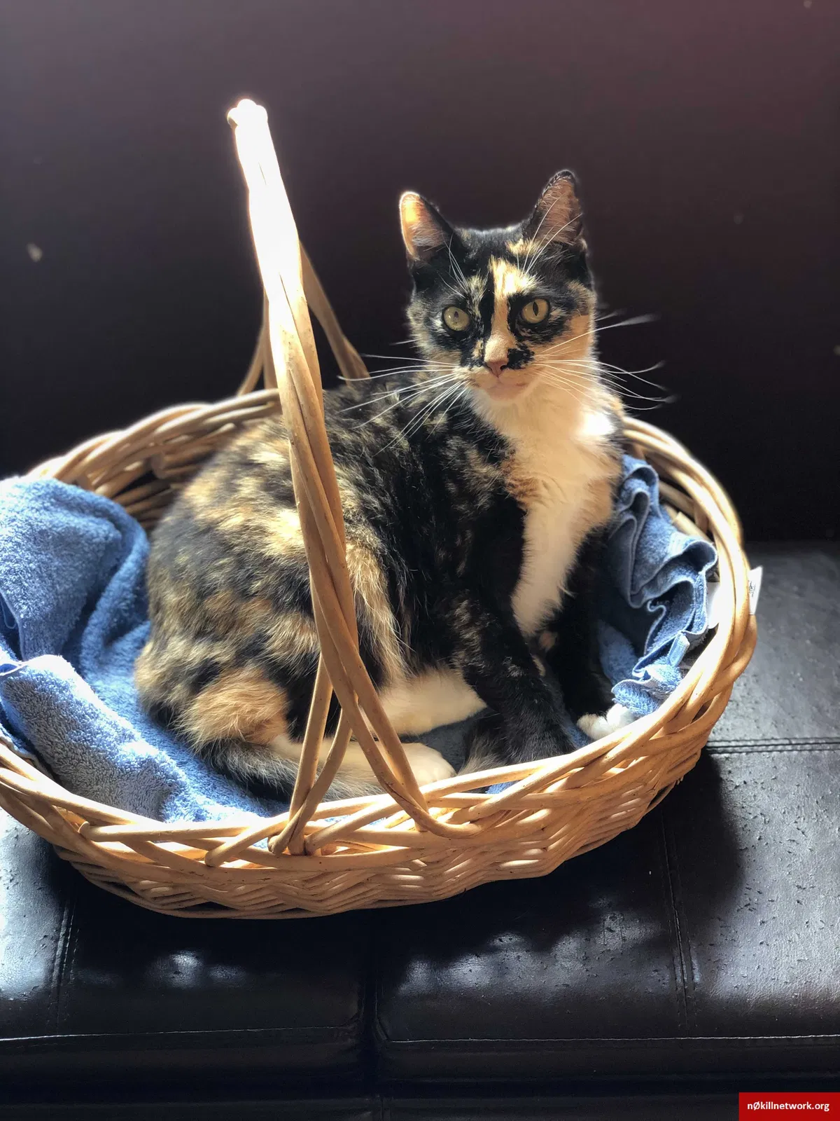 Lost cat in Portland, OR, 97203