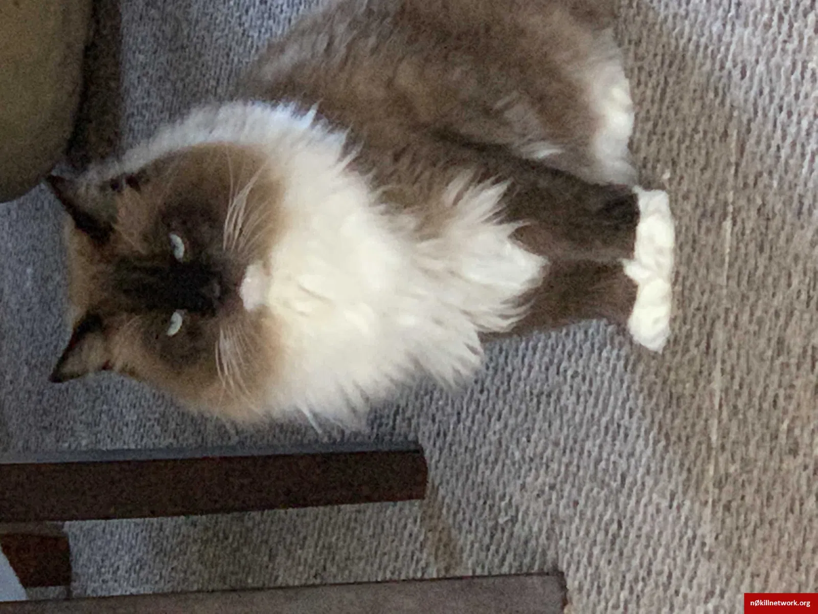 Lost cat in Oakville, CT, 6779